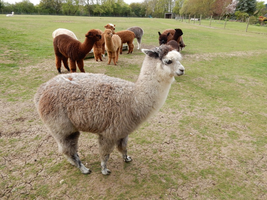 Butlers Farm Alpacas景点图片