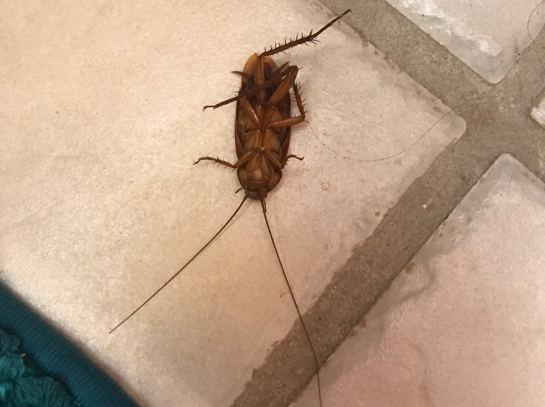 威可洛亚村别墅