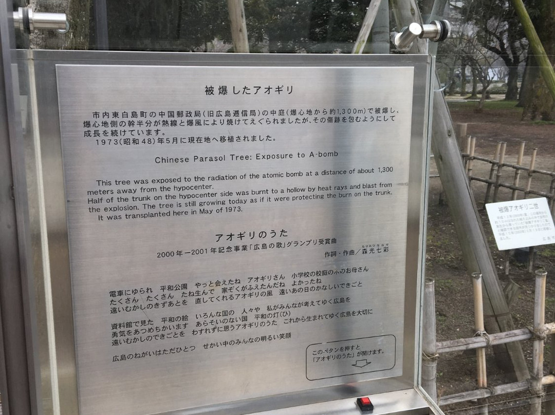 Chinese Parasol Tree That was Exposed to Hiroshima Bombing-广岛市必去景点