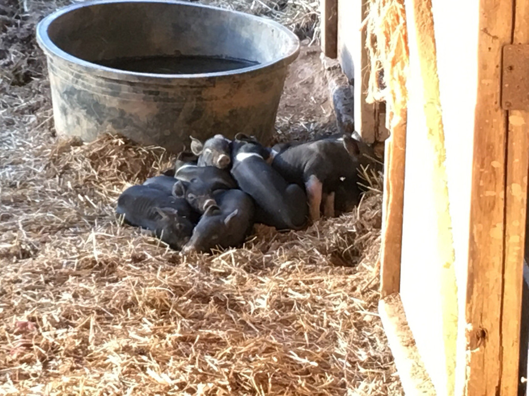 Open Gate Farm-Earlysville必去景点