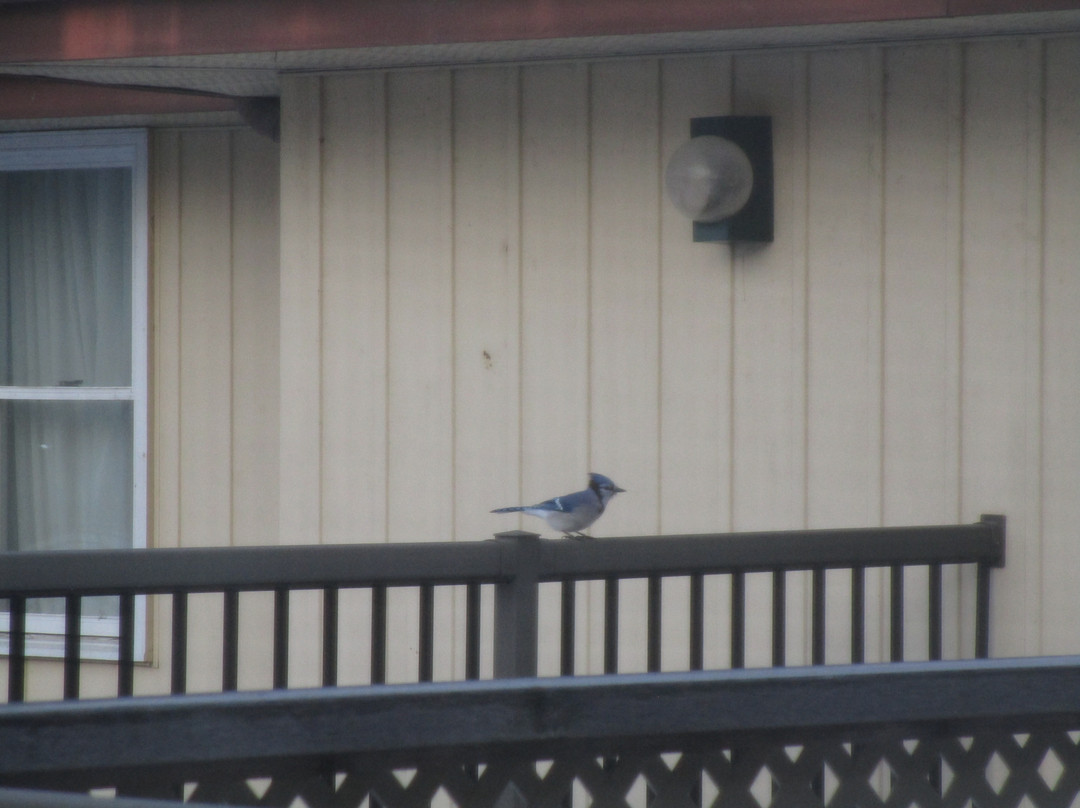 The Briars Resort & Spa主图