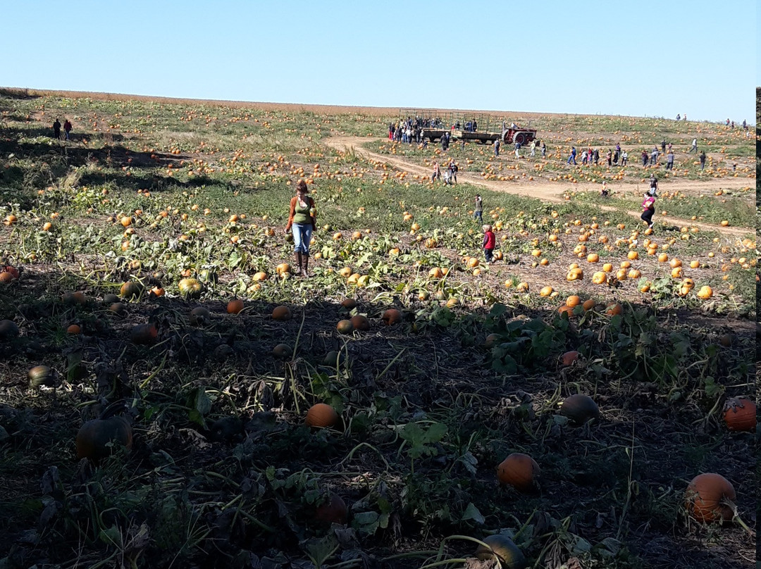 Jumbo's Pumpkin Patch-Middletown必去景点