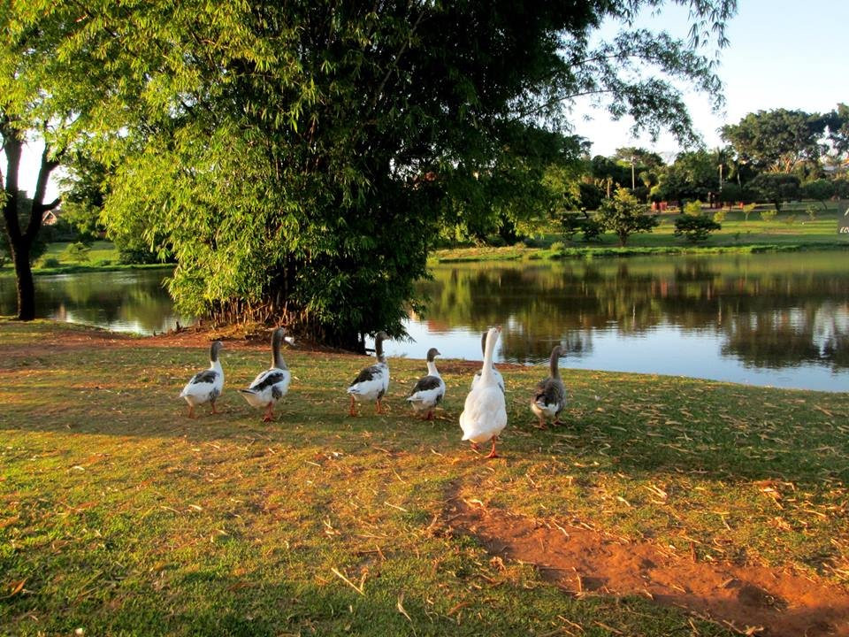 Nova Ourinhos lake景点图片