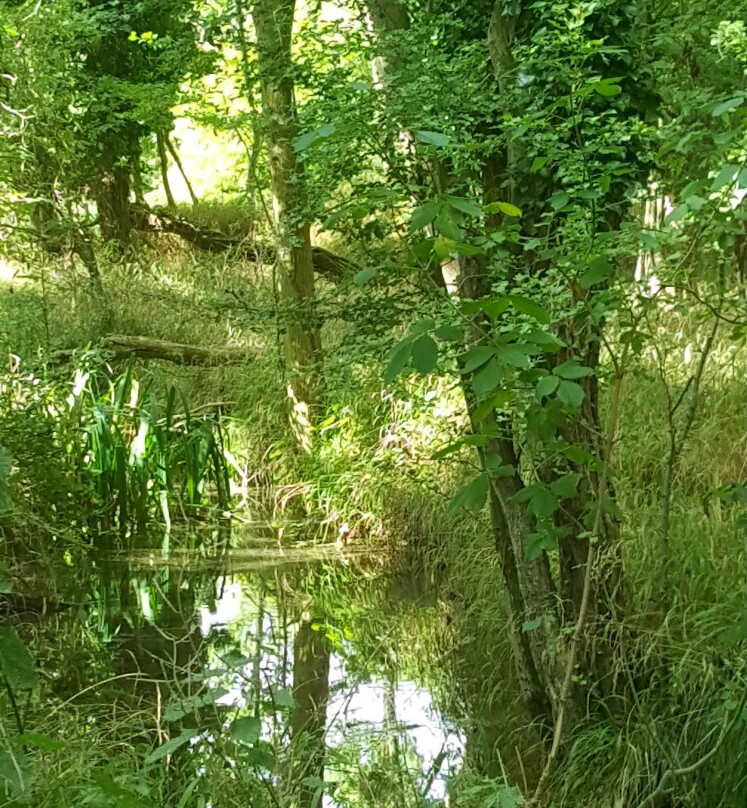 RSPB Fowlmere Nature Reserve景点图片