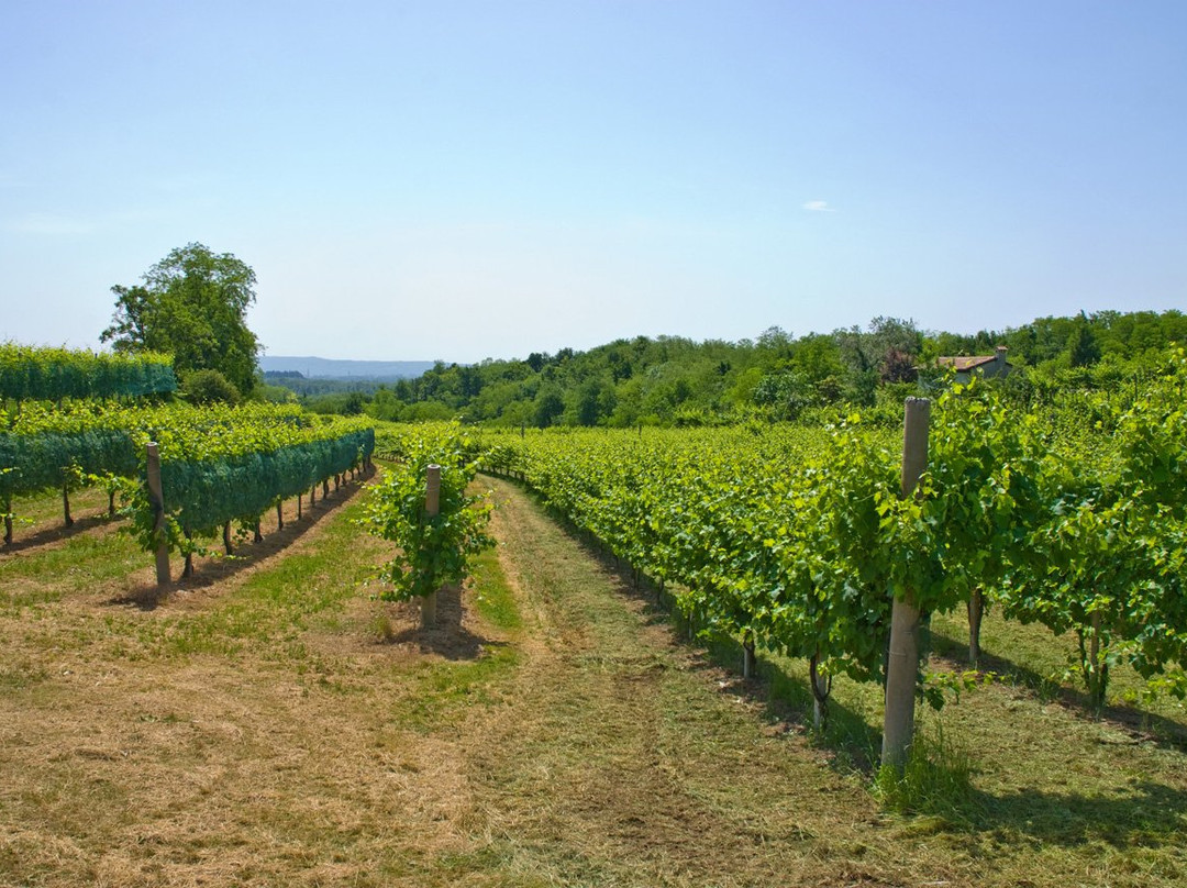 Cantina Sociale Montelliana e dei Colli Asolani-蒙特贝卢纳必去景点