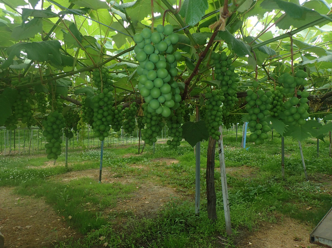 Hamada Marutome Fruits Gaden-壮瞥町必去景点