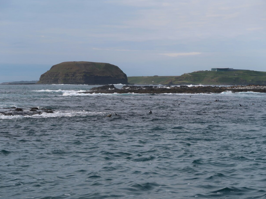 Phillip Island Nature Parks-考斯必去景点