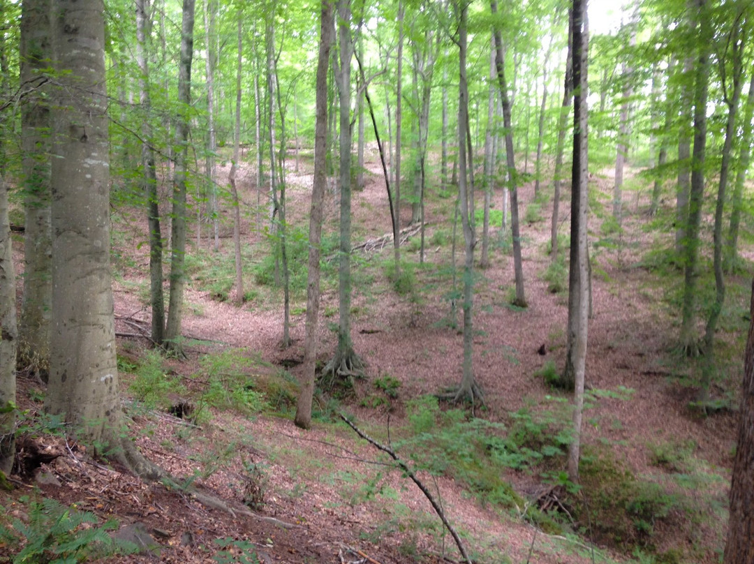 Ivy Creek Natural Area-夏洛茨维尔必去景点