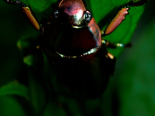 Monteverde Wildlife  Tour-圣埃伦娜必去景点