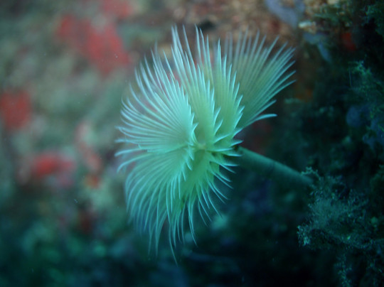 Ischia Diving-伊斯基亚必去景点