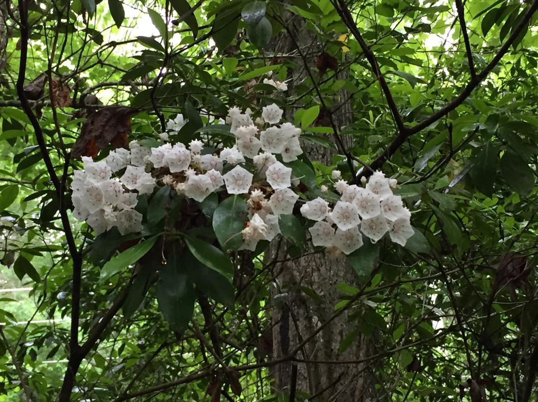 Shortline Trail (Tallulah Falls Rail-Trail)景点图片