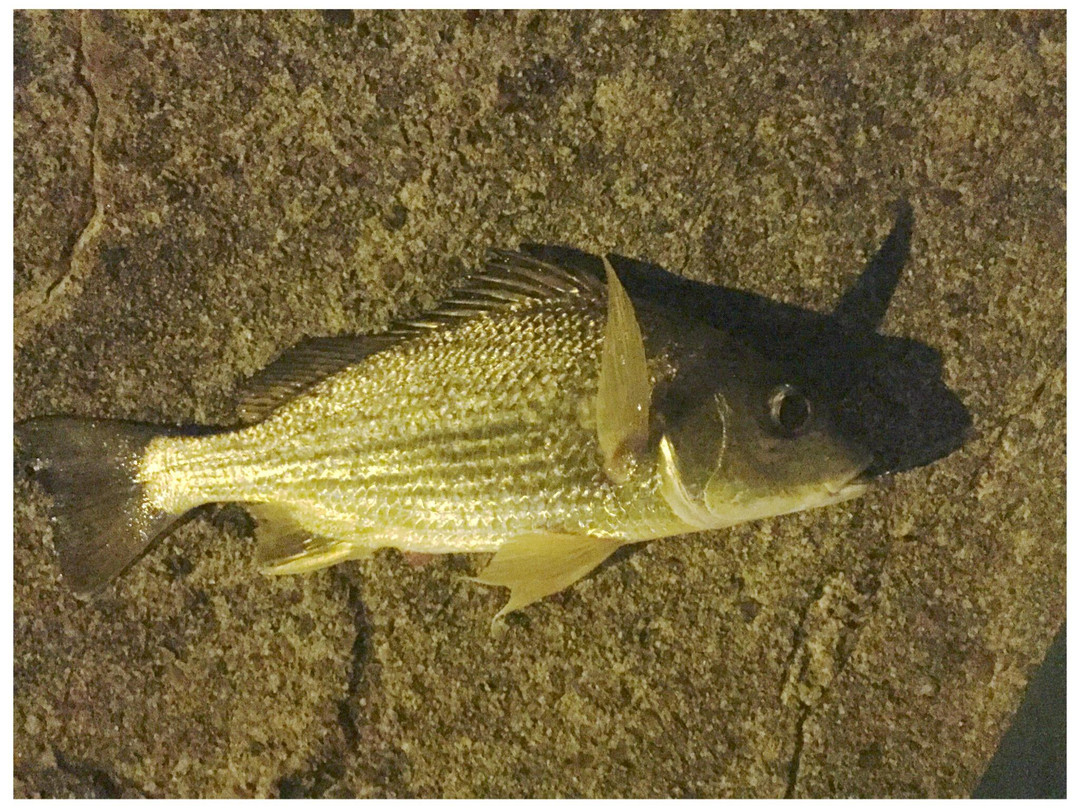 Lucinda Jetty-Lucinda必去景点