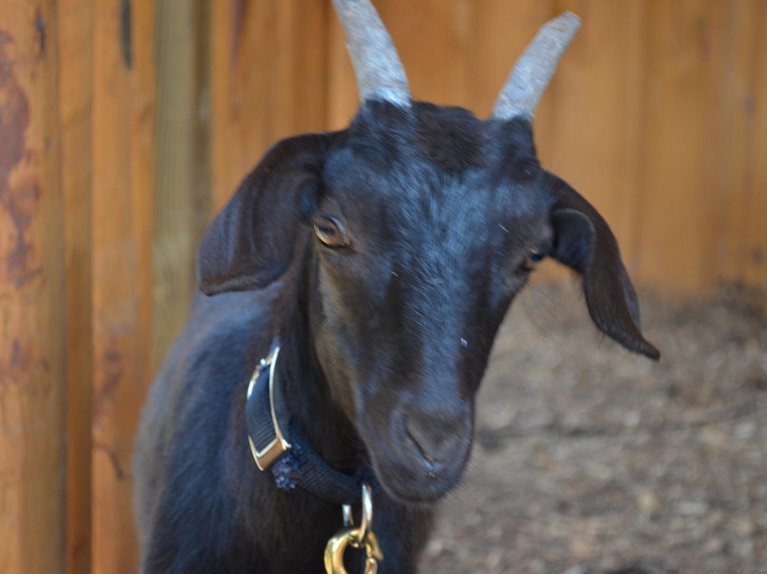 Copper Creek Farm-Calhoun必去景点