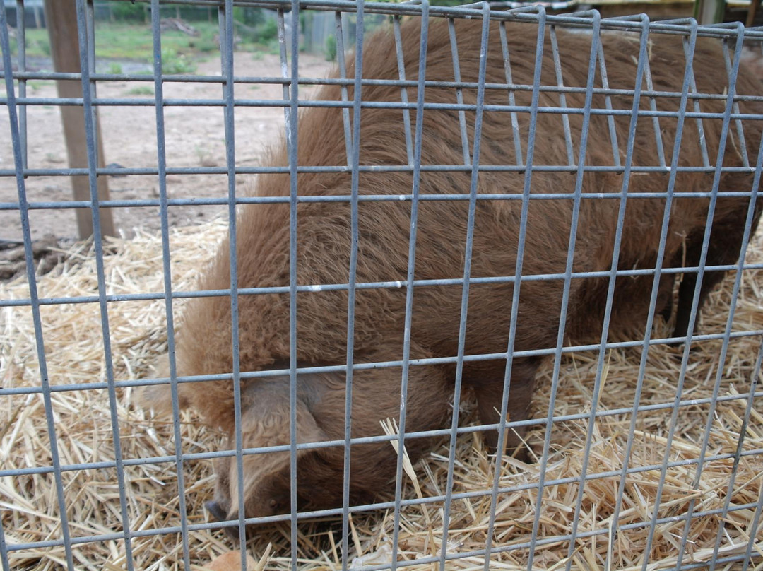 Golden Ridge Animal Farm景点图片