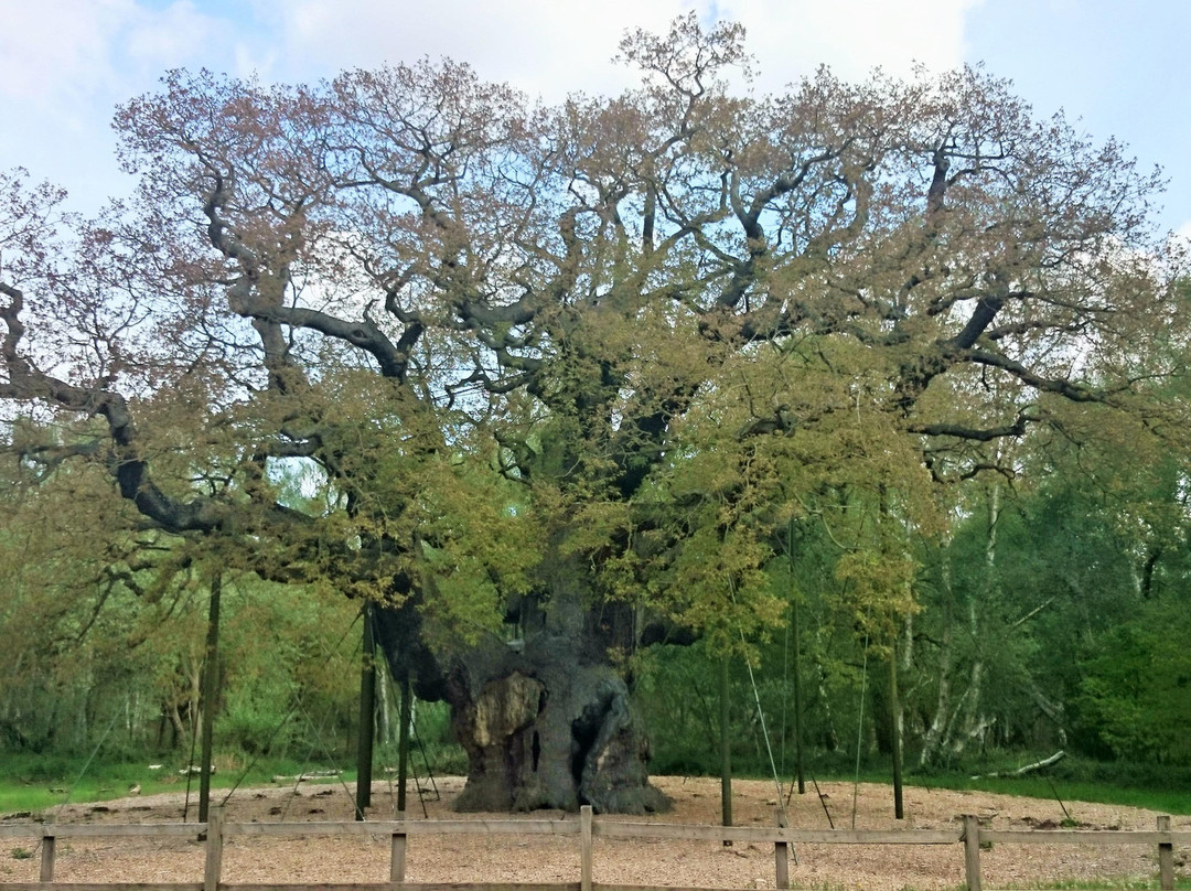The Major Oak景点图片
