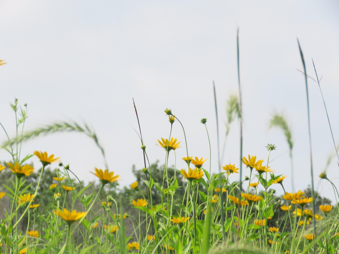 The Blood Run Nature Area-苏福尔斯必去景点