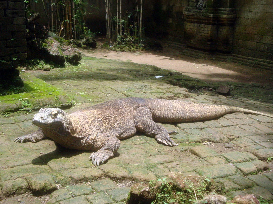 Crocodile and Reptile Indonesia Jaya Park-孟格威必去景点