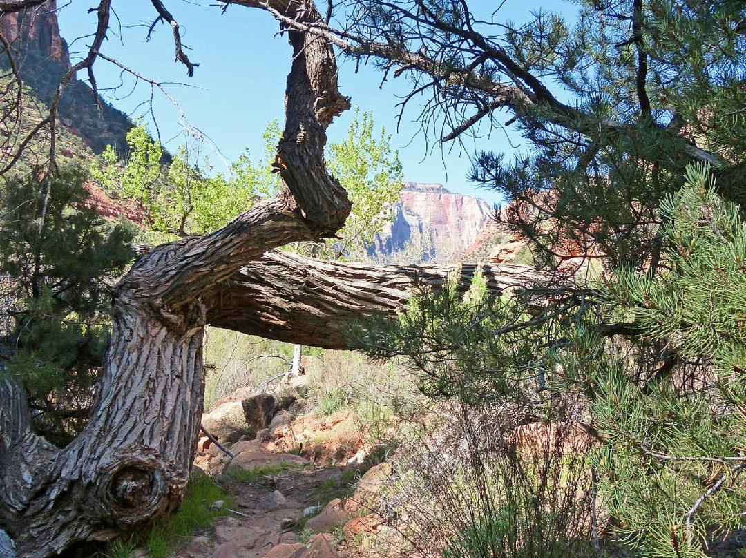 Lower Pine Creek Waterfall-斯普林代尔必去景点