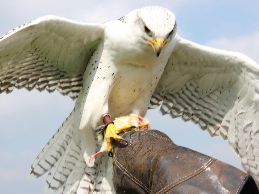 Hawksdrift Falconry-Rhayader必去景点