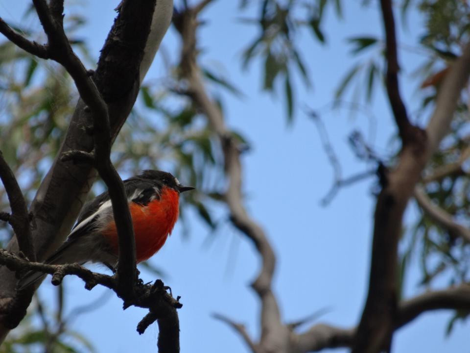 Launceston Kayak Tours-朗塞斯顿必去景点