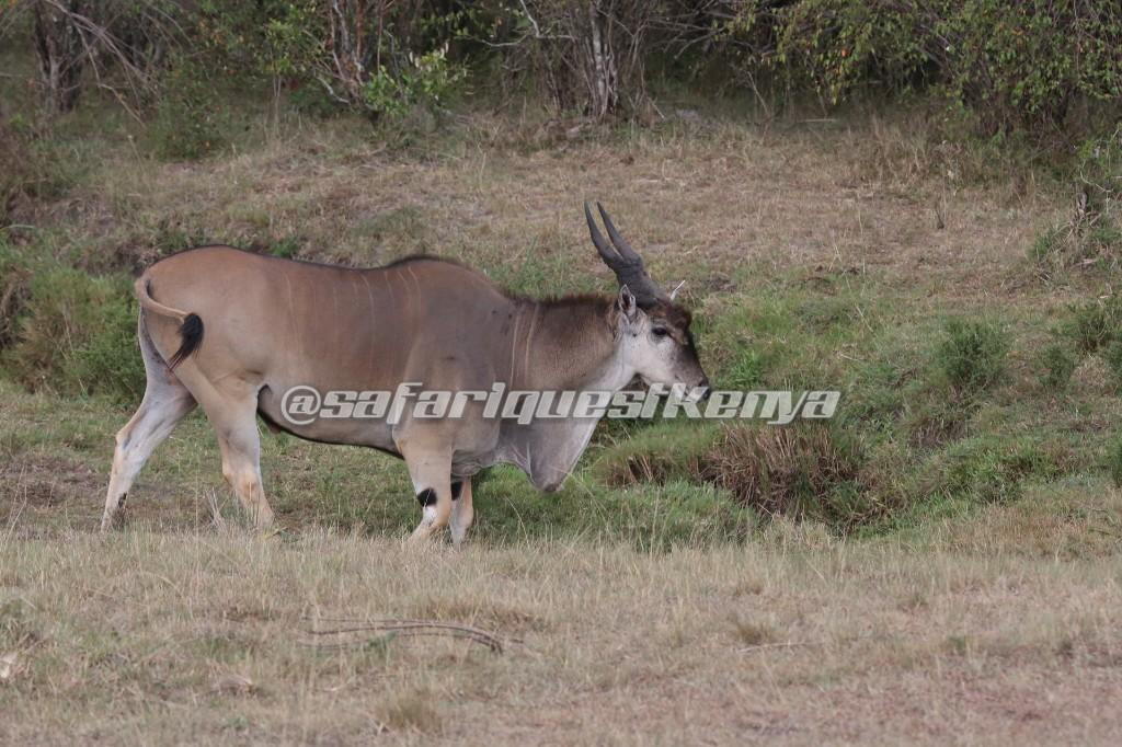 Safari Quest Kenya - Day Adventures景点图片