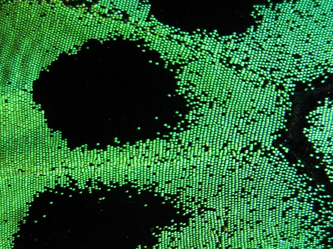 Venture Deeper-Mossman必去景点