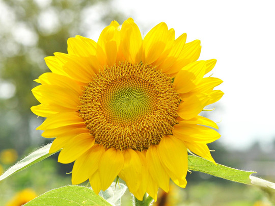 Burnside Farms-Haymarket必去景点