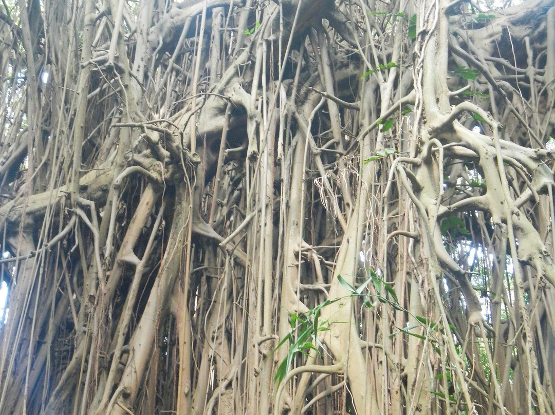 Giant Banyan Tree-塔纳岛必去景点