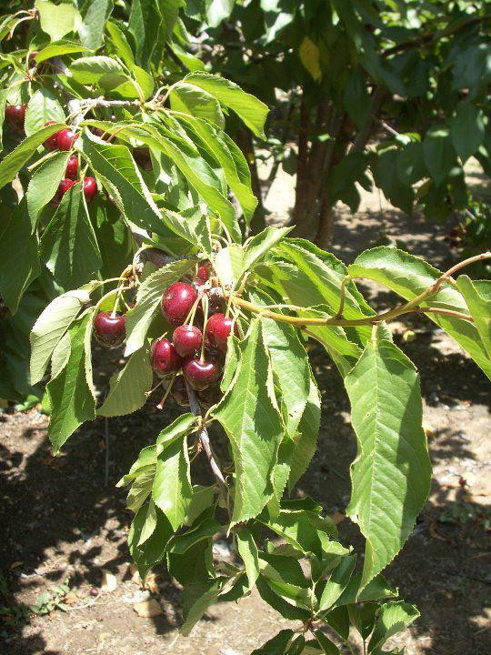 Laird’s Cherries-Brentwood必去景点