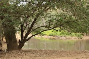 Pioneer Bridges Camping Reserve-Everton Hills必去景点