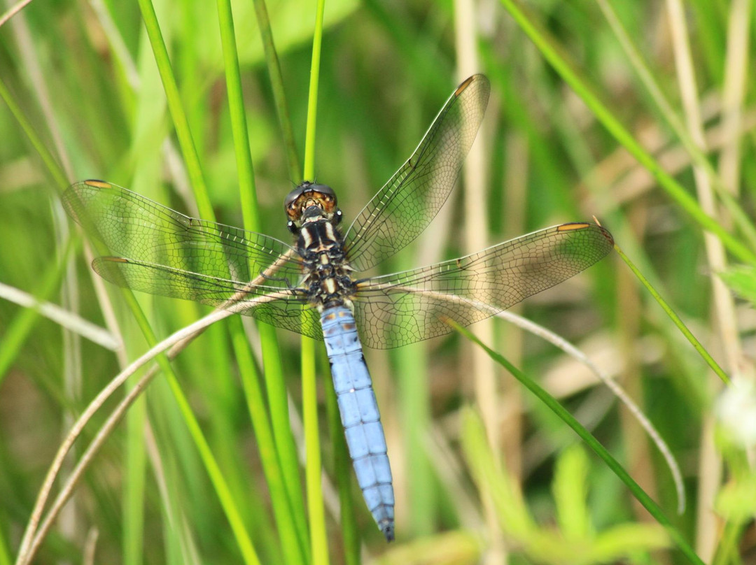 Glengorm Wildlife Project-Tobermory必去景点
