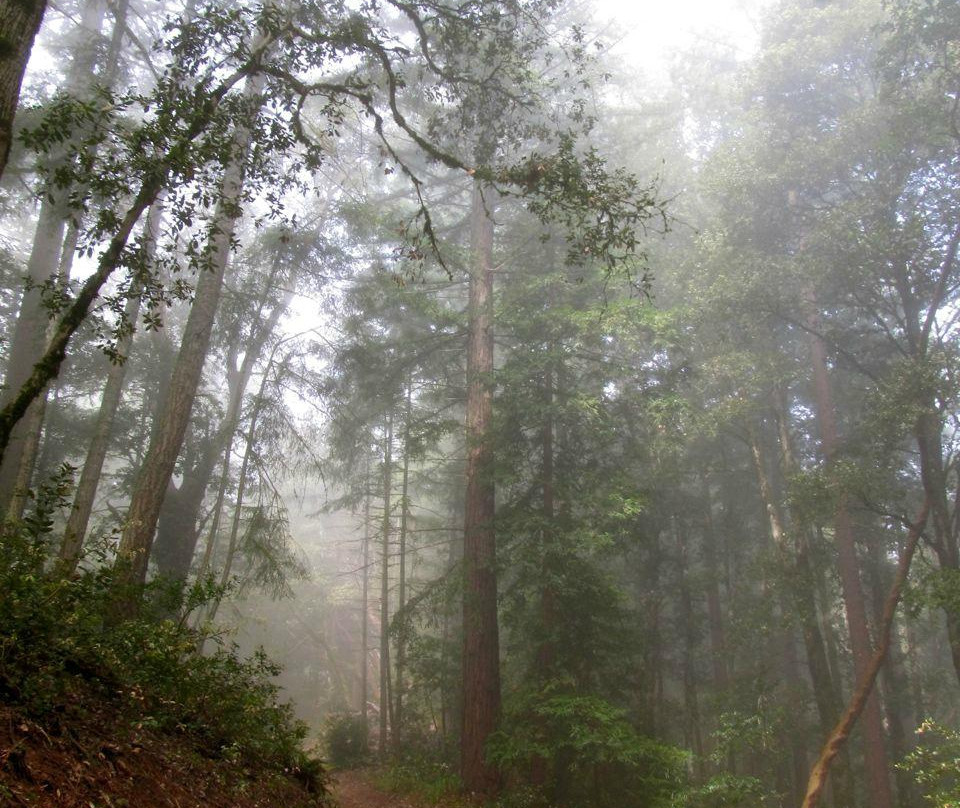 El Corte De Madera-Woodside必去景点