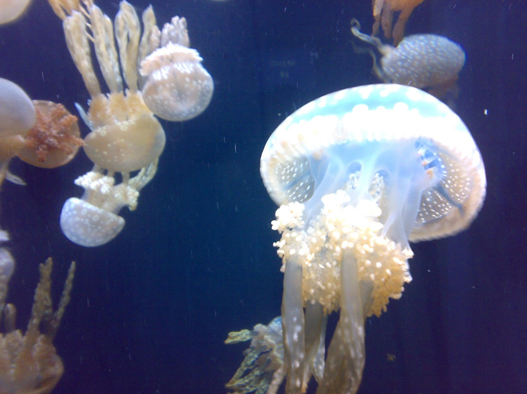 S.E.A.海洋館-圣淘沙岛必去景点