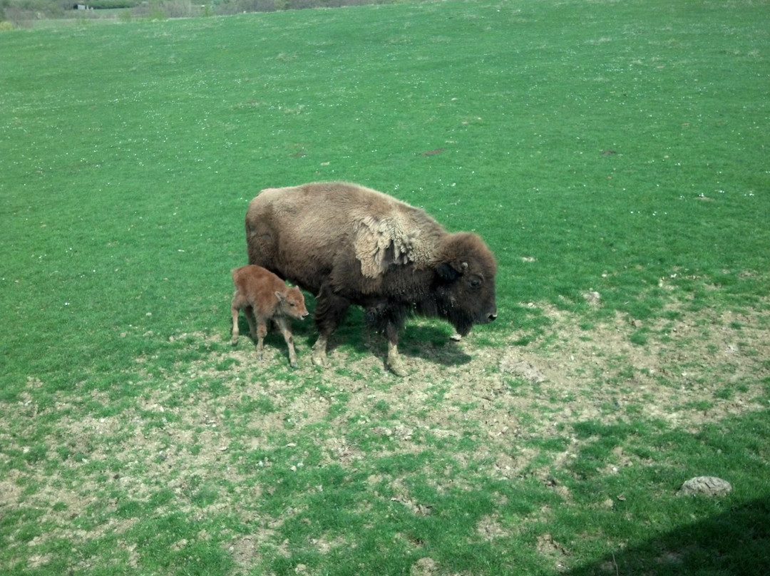 La Ferme Aux Bisons-Lapenne必去景点