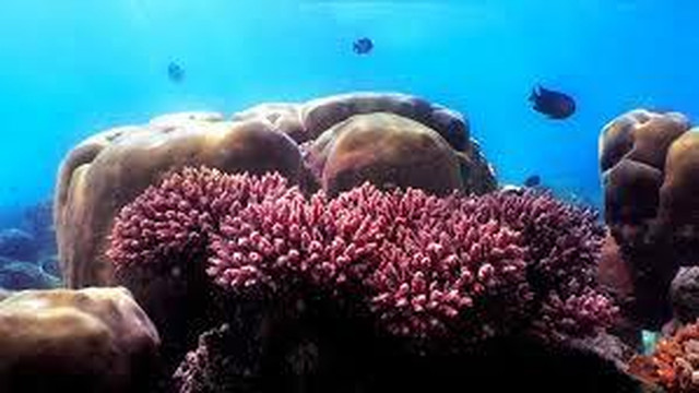 Divers Lodge Maldives-马累必去景点