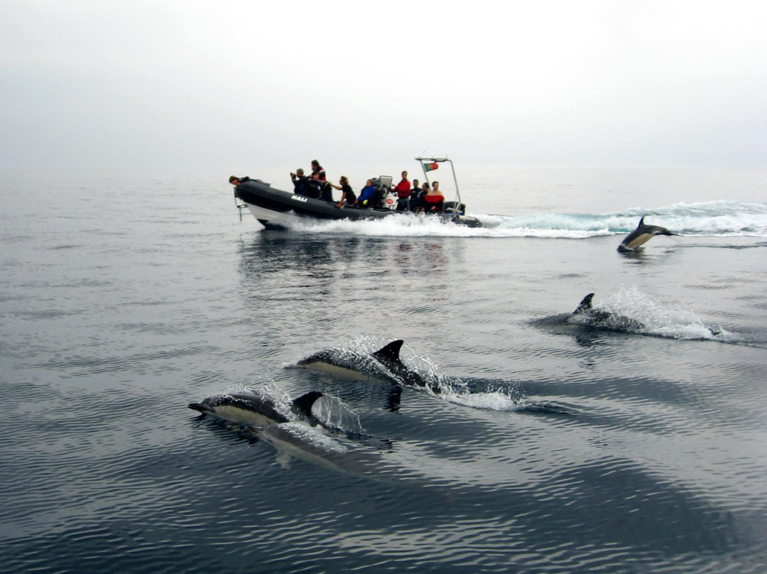 Haliotis Dive Centre Santa Maria-波尔图镇必去景点