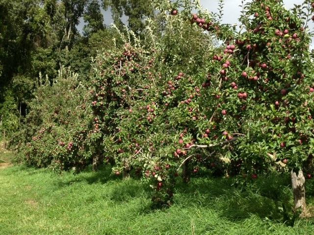 Harvest Moon Farm & Orchard-North Salem必去景点
