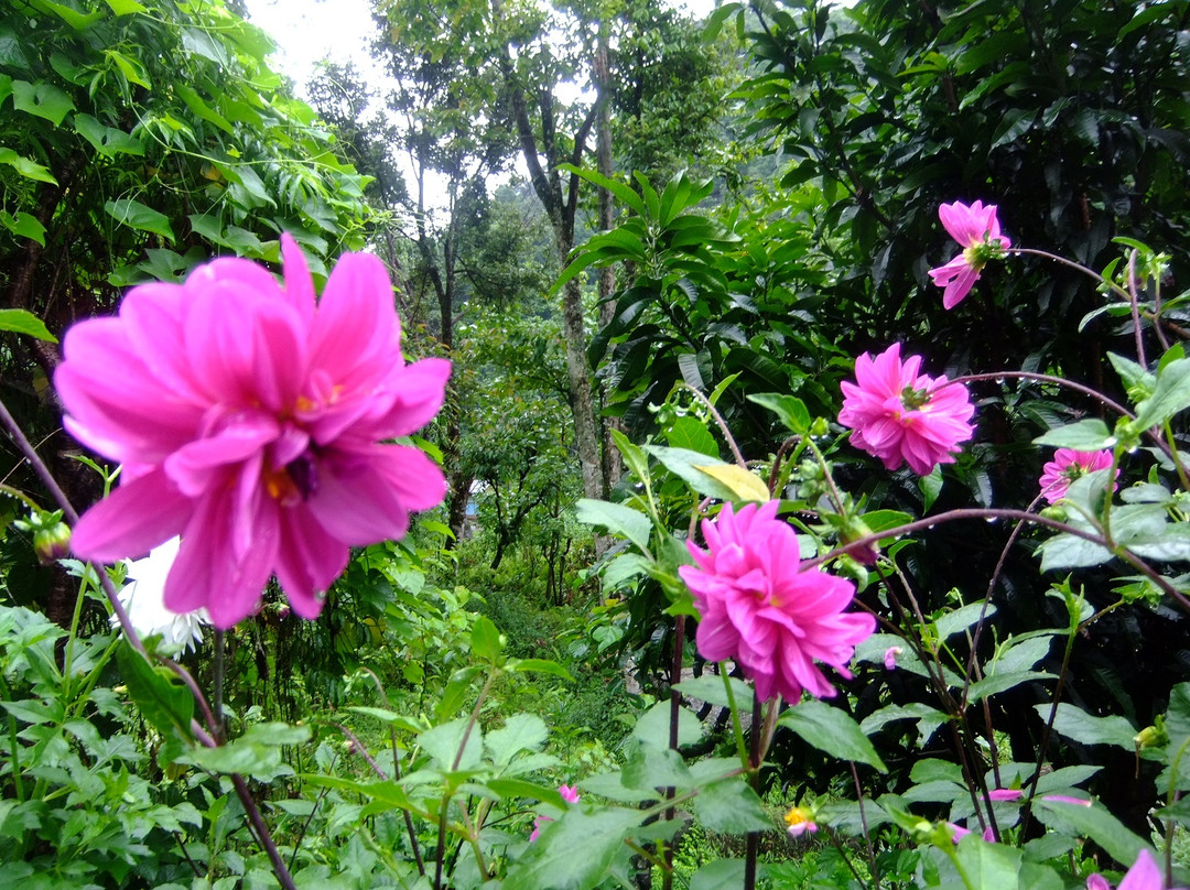 Sewaro Rock Garden-Pelling必去景点