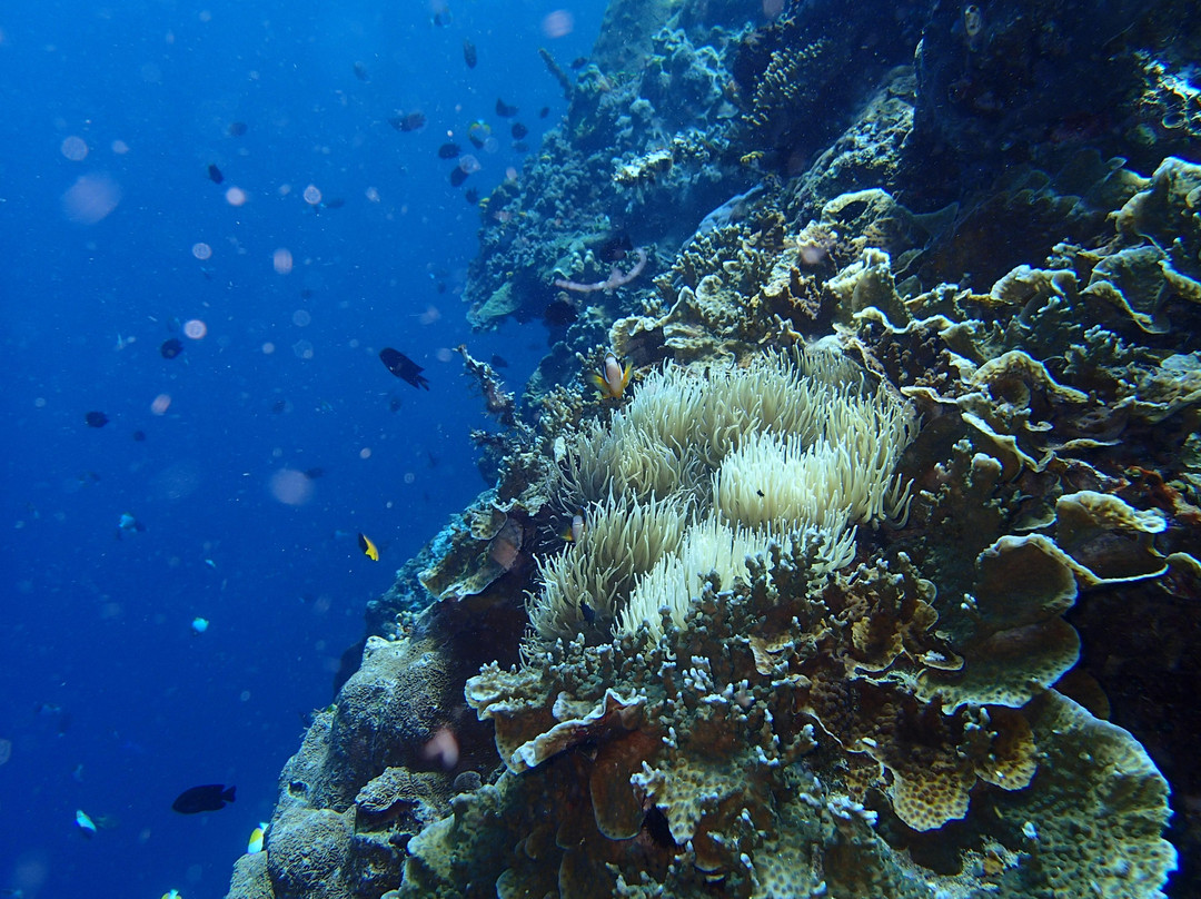 Bunaken National Marine Park景点图片