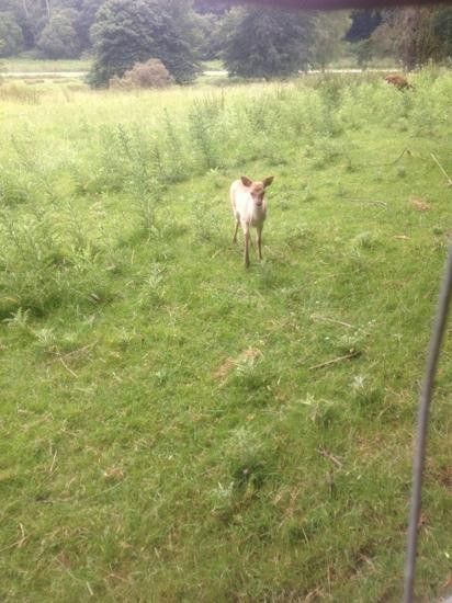 Doneraile Wildlife Park景点图片