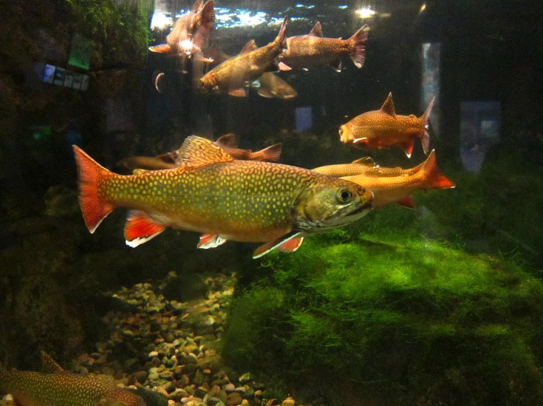 尼亚加拉水族馆-尼亚加拉大瀑布必去景点
