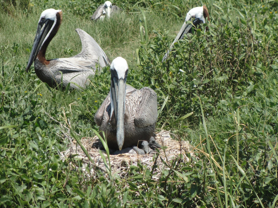 Portsmouth Island Boat Tour-Ocracoke必去景点