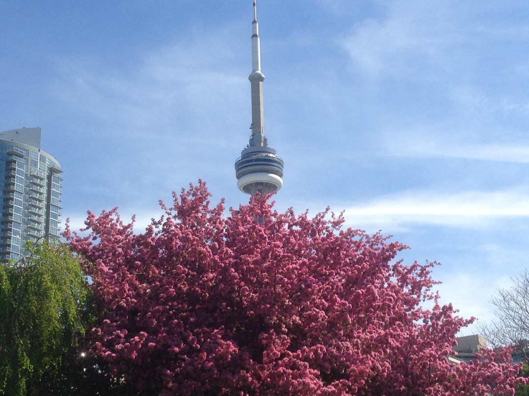 多伦多港湾-多伦多必去景点