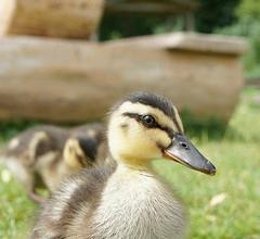 WWT Slimbridge Wetland Centre-Slimbridge必去景点