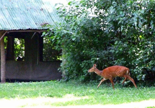 Rubondo Island National Park-Rubondo Island必去景点