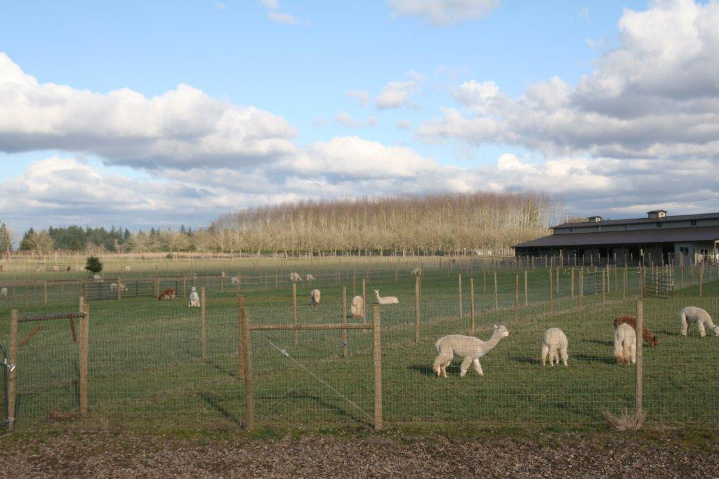 Alpacas at Marquam Hill Ranch-Molalla必去景点