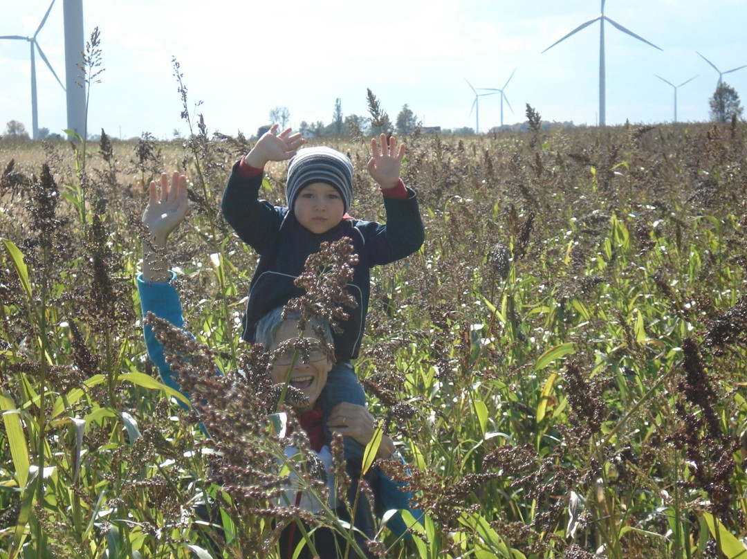 Wolfe Island Corn Maze景点图片