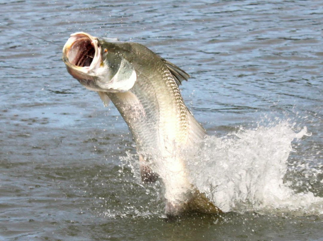 HeliFish景点图片