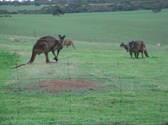 Kangaroo Island Hire a Guide-袋鼠岛必去景点