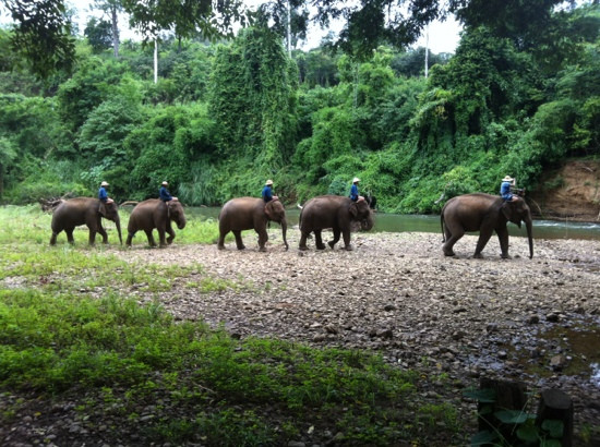The Elephant Training Center Chiang Dao景点图片